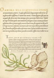 Mosca domestica, cotone della lavanda e pianta del denaro