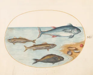Piatto 11: Quattro pesci e conchiglie
