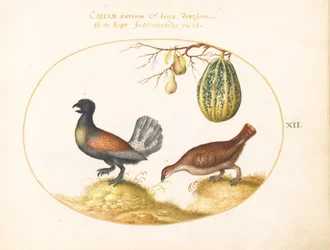 Coppia di galli cedroni con un melone e pere