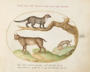 Piatto 14: Una zibetto, una lince e una iena