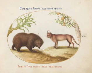 Tavola 15: Un orso e una lince(?)