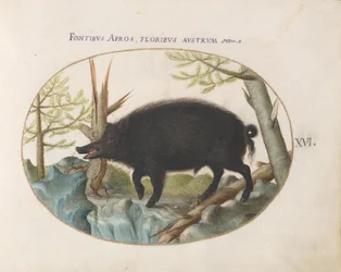 Tavola 16: Cinghiale