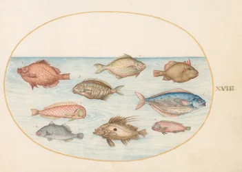 Piatto 18: Pesce Cinghiale, Pesce Rasoio, Pesce Burro, un San Pietro e Altri Pesci