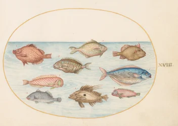 Tavola 18: pesce porco, pesce rasoio, pesce burro, un pesce San Pietro e altri pesci