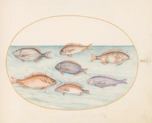 Tavola 20: Orata, Dentice, Sargo e altri pesci
