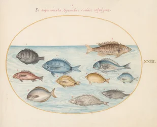 Tavola 23: Brembo(?) e altri pesci
