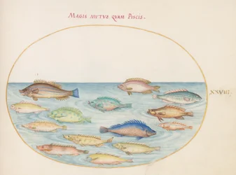 Tavola 28: Orata(?) e altri pesci