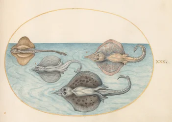 Tavola 30: Quattro Raggi