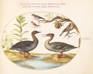 Piatto 31: Anatra, Smergo e Tre Cardellini