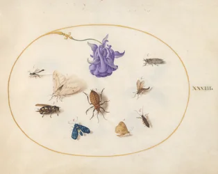 Tavola 33: falena e farfalla con altri insetti e un fiore di aquilegia