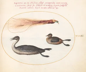 Tavola 34: Uccello del paradiso con smergo(?) e svasso(?)