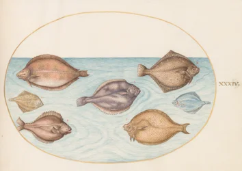 Tavola 34: Sette Pesci Piatto