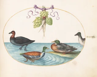Tavola 36: smergo dal petto rosso, mestolone e germano reale, e anatra con carciofi
