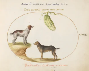 Piatto 37: Due spaniel con una zucca