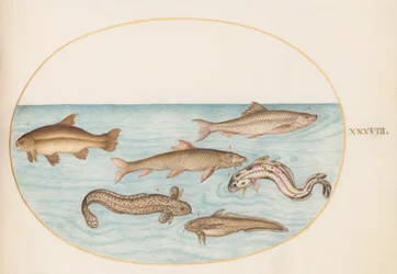 Tavola 38: bottatrice, motella e altri pesci