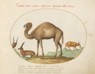 Piatto 3: Cammello, Stambecco e Capra