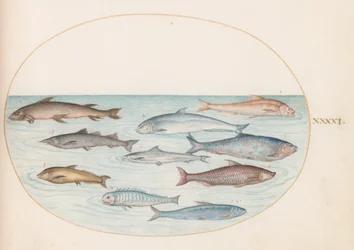 Tavola 41: Pesce Bianco(?) e Altri Pesci