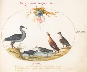Tavola 43: Piovanelli e altri uccelli di riva che ammirano una ghirlanda di fiori