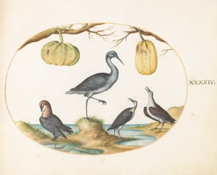 Tavola 44: Pittima (?) e piovanelli con due zucche