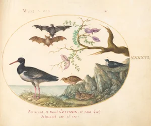 Tavola 46: Pipistrelli, quaglie e ostrichiere(?) vicino all
