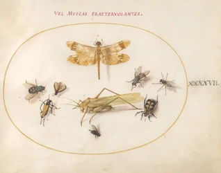 Piastra 47: Una libellula, una cavalletta, mosche domestiche, un coleottero necroforo, un coleottero fiore e altri insetti