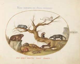 Tavola 49: Marmotta, criceti, ratto, topo di campagna, toporagno e un coatimundi