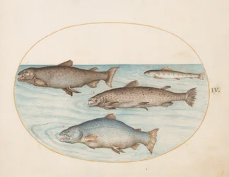 Tavola 4: Quattro salmoni