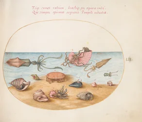 Tavola 52: Un Argonauta, Calamaro, Granchi Eremiti, Conchiglie e un Granchio