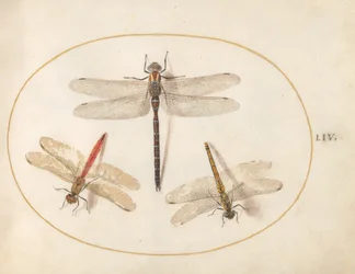 Tavola 54: Libellula pelosa e due darters