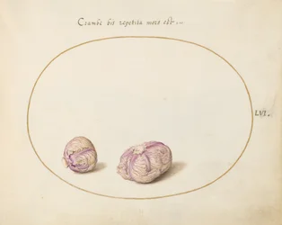 Piatto 56: Due teste di cavolo