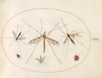 Tavola 57: Una Coccinella, una Mosca e Altri Quattro Insetti