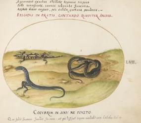 Piatto 57: Un Serpente, una Salamandra di Fuoco e una Creatura Serpentina con Due Gambe