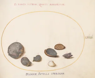 Piatto 58: Conchiglie, inclusa Abalone(?)