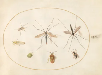 Tavola 59: Sette Insetti, Inclusi un Cimice della Biancospino, Tipule e un Sirfide
