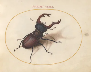 Tavola 5: cervo volante
