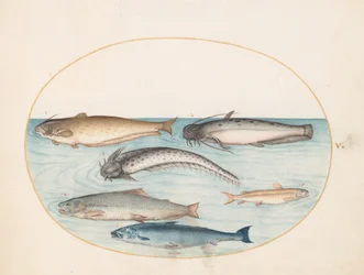 Piatto 5: Tre pesci gatto, un salmone e altri due pesci