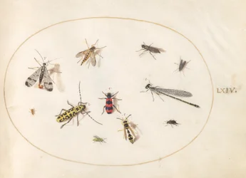 Tavola 64: Undici insetti, tra cui una libellula e un coleottero longicorno