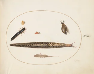 Tavola 64: limaccia leopardo, larva di carabide, una larva a coda di topo e altre creature