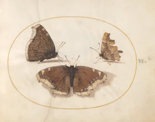 Tavola 6: Due Vedute di una Farfalla Mourning Cloak (Bellezza di Camberwell) con una Farfalla Comma