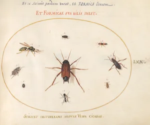 Piatto 70: Un pesce circondato da insetti