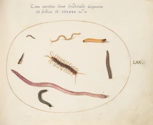 Tavola 70: Verme, centopiedi, millepiedi e altre creature lunghe