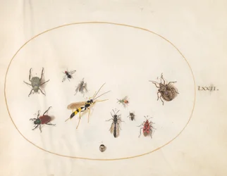 Piatto 72: Cimice, Cimice della cannella, Vespa e altri insetti
