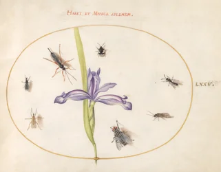 Tavola 75: Una mosca e altri insetti con un