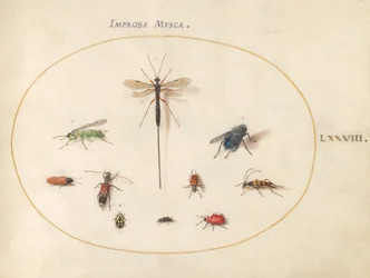 Tavola 78: Dieci insetti, inclusa una mosca blu