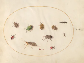Tavola 79: Dodici insetti, inclusi cimici