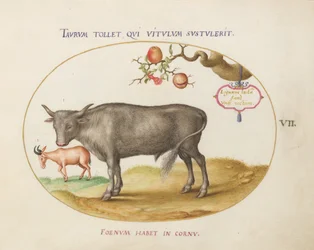 Tavola 7: Un toro e un animale con le corna