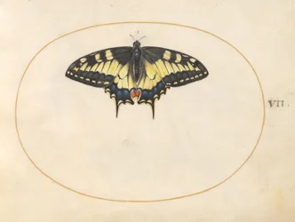Tavola 7: Farfalla coda di rondine