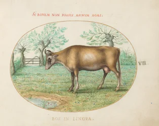 Tavola 8: Una mucca