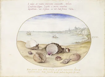 Conchiglie e vista su Cadice
