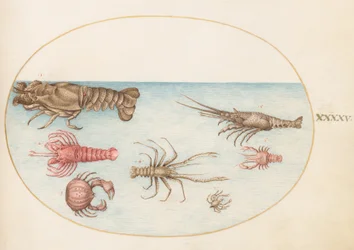 Crostacei, c.1575-80